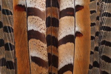 Arka plan olarak birçok güzel kuş tüyü, üst manzara