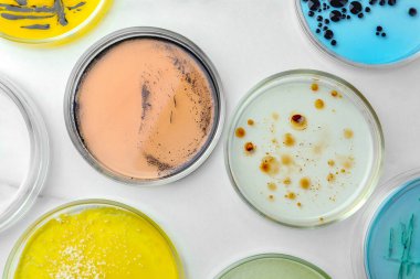 Beyaz mermer masa üzerinde farklı bakteri kolonileri olan petri kapları, düz yatıyordu