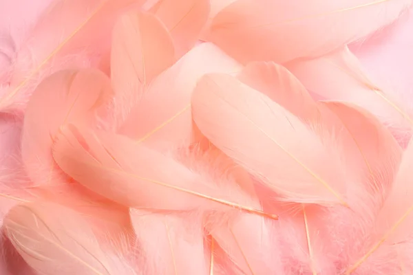 Many Beautiful Pink Feathers Background Closeup — Stockfoto