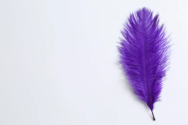 白色背景上美丽精致的紫色羽毛 案文的篇幅 — 图库照片