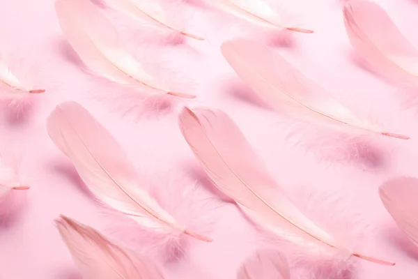 Beautiful feathers on light pink background, closeup