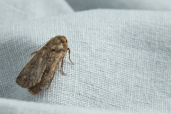 Paradrina Clavipalpis Moth Pale Mottled Wings White Cloth Space Text — Stock Photo, Image