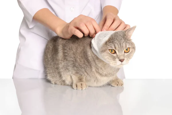 수의사들은 흰옷을 배경에 귀여운 스코티시 고양이 의귀에 붕대를 감는다 — 스톡 사진