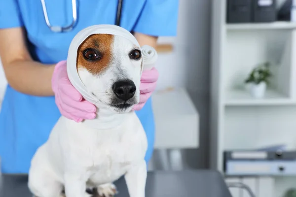 Veterinarian Applying Bandage Dog Head Table Clinic Closeup Space Text — Stock Photo, Image