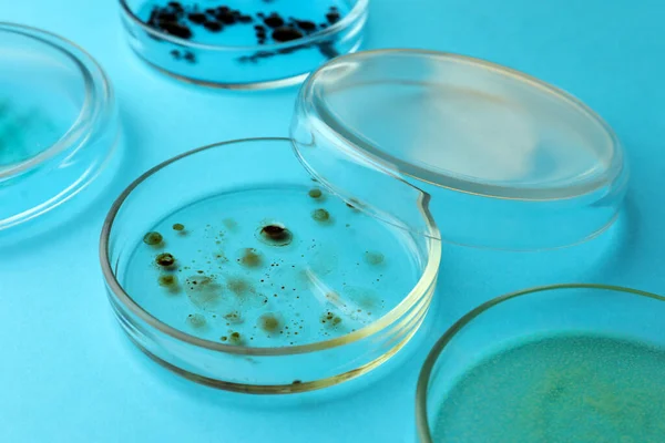 Petri Edények Különböző Baktériumtelepek Világoskék Háttér Közelkép — Stock Fotó