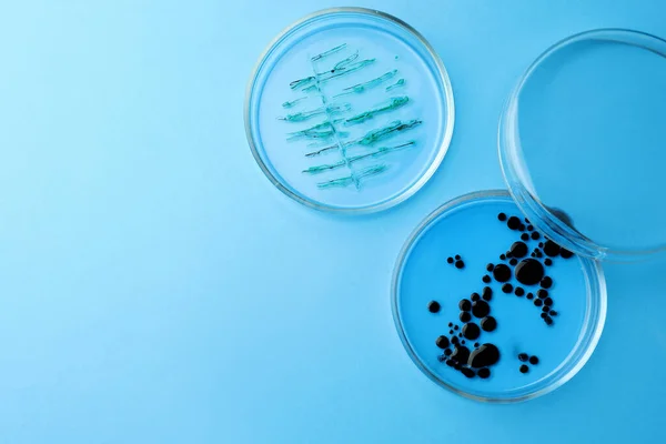 Petri dishes with different bacteria colonies on light blue background, flat lay. Space for text