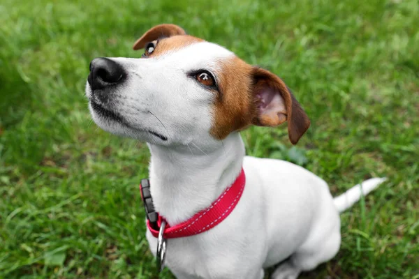Gyönyörű Jack Russell Terrier Piros Kutya Gallér Szabadban — Stock Fotó