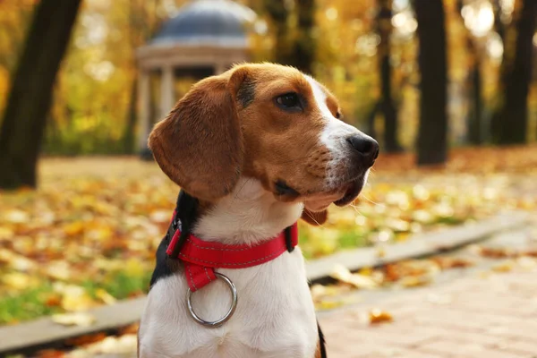 Bedårande Beagle Hund Snygg Krage Höstparken — Stockfoto