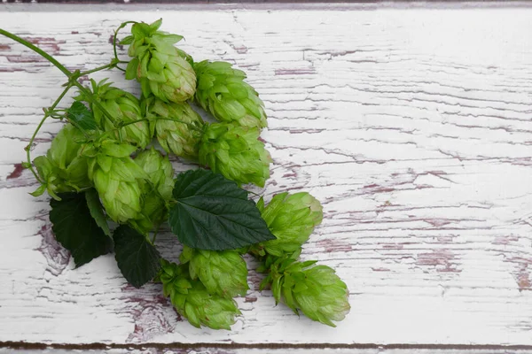 Branch with fresh hops and leaves on white wooden table, top view. Space for text