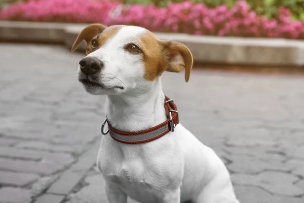 Gyönyörű Jack Russell Terrier Barna Bőr Kutya Gallér Város Utcáján — Stock Fotó