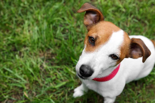 Gyönyörű Jack Russell Terrier Vörös Nyakörvvel Szabadban Látható Szöveg Helye — Stock Fotó