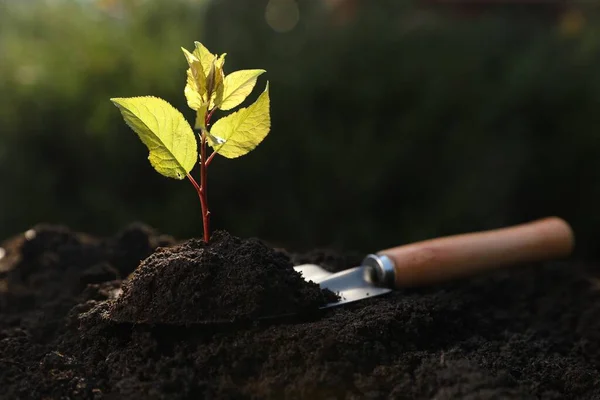 Mudas Crescendo Solo Livre Plantio Árvores — Fotografia de Stock