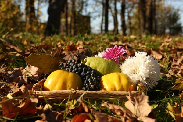 Frische Früchte Und Blumen Weidenkorb Auf Abgefallenen Blättern Park — Stockfoto