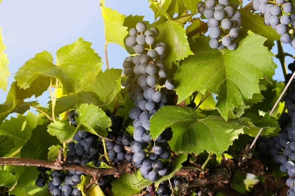 Anggur Matang Berair Tumbuh Pada Cabang Kebun Anggur — Stok Foto