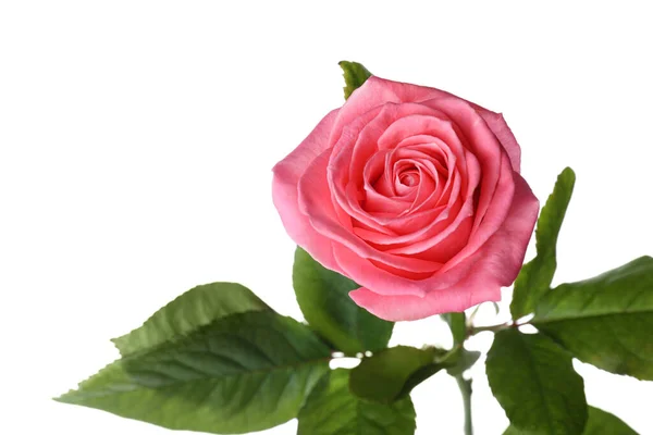 Цветущая Розовая Роза Изолирована Белом Красивый Цветок — стоковое фото