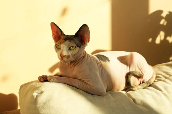 Αξιολάτρευτη Σφίγγα Γάτα Στο Μαξιλάρι Στο Σπίτι Υπέροχο Κατοικίδιο — Φωτογραφία Αρχείου