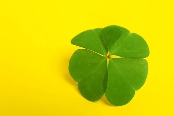 Beautiful Green Four Leaf Clover Yellow Background Closeup Space Text — Stock Photo, Image