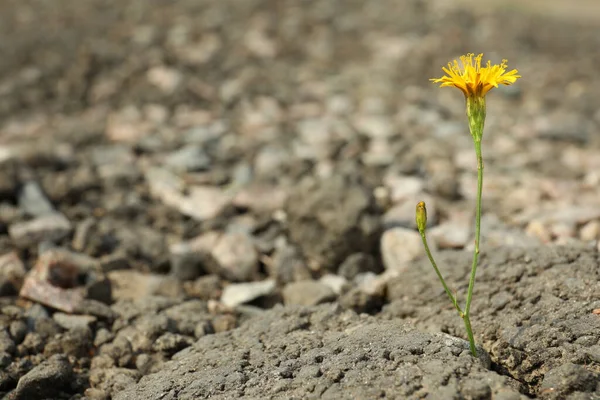Piękny Kwiat Rosnący Suchej Ziemi Miejsce Tekst Koncepcja Nadziei — Zdjęcie stockowe