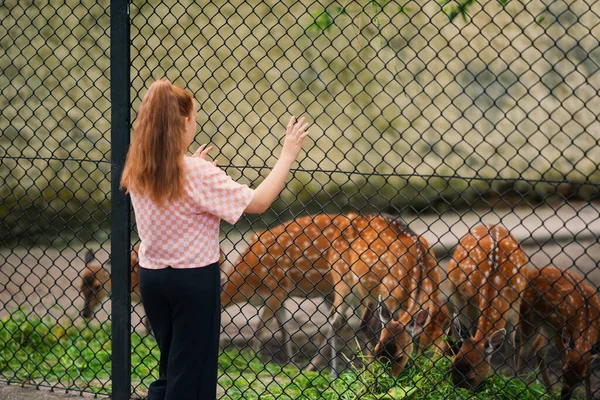 Menina Assistindo Cervos Pousio Selvagem Zoológico Visão Traseira — Fotografia de Stock