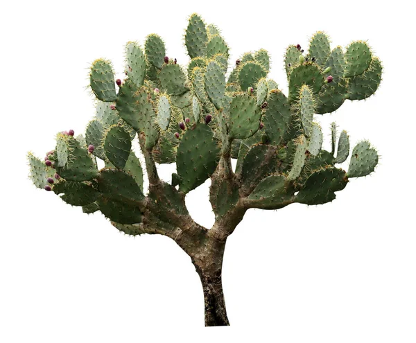 Hermoso Cactus Pera Espinosa Verde Sobre Fondo Blanco —  Fotos de Stock