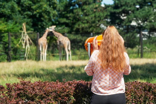 Little Girl Watching Wild Giraffes Mounted Binoculars Zoo Back View — Stock Photo, Image