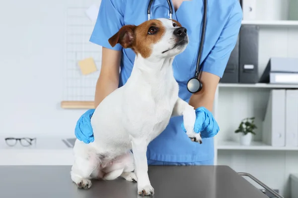 兽医在诊所的餐桌上用绷带包扎狗的爪子 — 图库照片