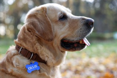 Açık havada metal etiketli köpek tasmalı şirin Labrador Retriever.