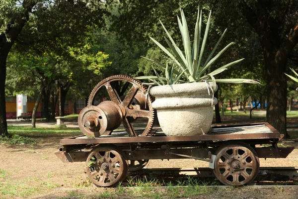 Pot Avec Palmier Tropical Sur Chariot Dans Parc — Photo