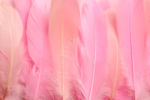 Krásné Růžové Peří Jako Pozadí Horní Pohled — Stock fotografie