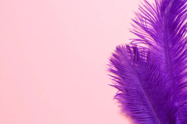 Beautiful Violet Feathers Pink Background Top View Space Text — Stock Photo, Image