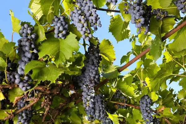 葡萄园的枝条上生长着成熟的多汁葡萄 — 图库照片