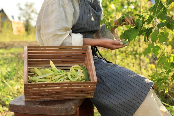 Stock image Young woman harvesting fresh green beans in garden, closeup