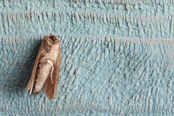 Brown Common Clothing Moth Light Textured Background Top View Space — Stock Photo, Image