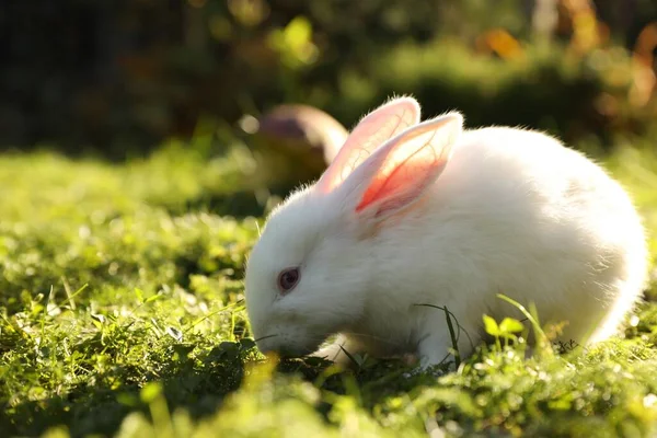 屋外の緑の芝生の上でかわいい白いウサギ テキストのスペース — ストック写真
