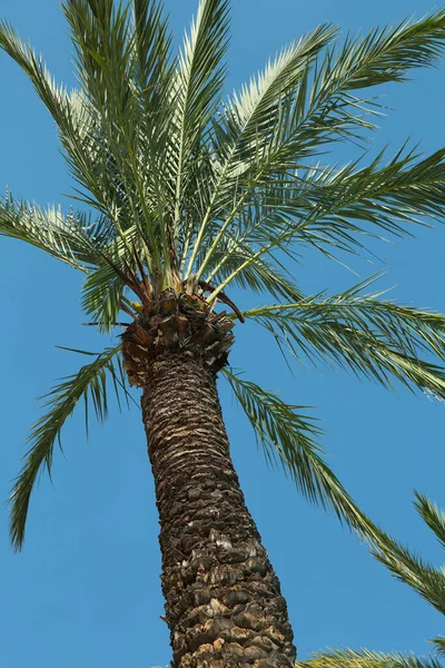 Beautiful Palm Tree Green Leaves Clear Blue Sky Low Angle — Stock Photo, Image