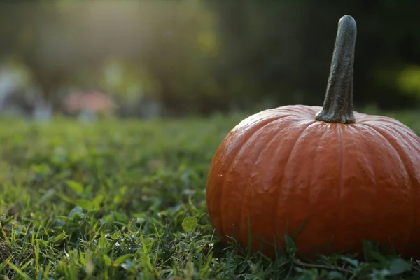 stock image Fresh ripe orange pumpkin on green grass, space copy text