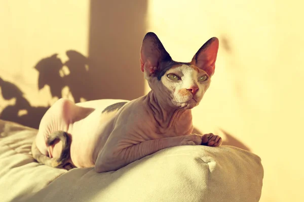 自宅で枕の上に愛らしいスフィンクス猫 可愛いペット — ストック写真