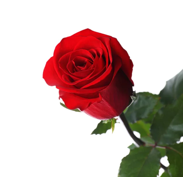 Rosa Rossa Fiorente Isolata Bianco Bellissimo Fiore — Foto Stock