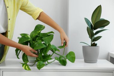 Woman taking care of potted houseplant on windowsill at home, closeup clipart