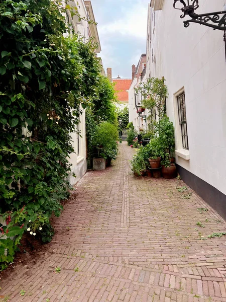 Prachtig Uitzicht Stad Straat Met Gebouwen Planten Zonnige Dag — Stockfoto