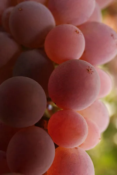 Prachtige Smakelijke Druiven Groeien Wijngaard Close — Stockfoto
