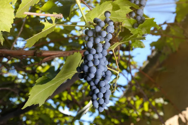 Ripe Juicy Grapes Growing Branch Vineyard — Stock Photo, Image