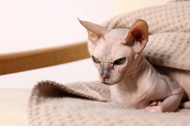 Evde yumuşak battaniyeye sarılı güzel bir Sphynx kedisi. Sevimli hayvan