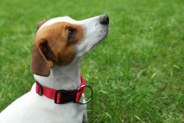 Vackra Jack Russell Terrier Röd Hundhalsband Utomhus Plats För Text — Stockfoto