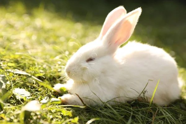 户外绿草上可爱的白兔 — 图库照片