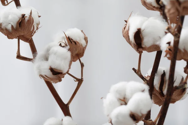 薄い背景にふわふわの花を持つ綿の枝 クローズアップ — ストック写真