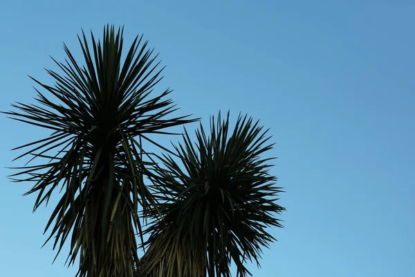 Prachtige Palmboom Met Groene Bladeren Tegen Blauwe Lucht Laag Hoekzicht — Stockfoto