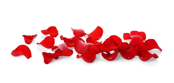 Čerstvé Červené Růže Okvětní Lístky Bílém Pozadí — Stock fotografie