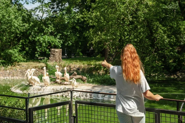 stock image Little girl watching wild white pelicans in zoo, back view