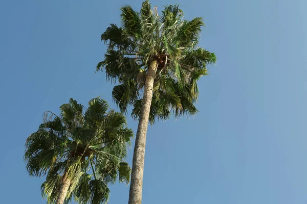 Beautiful Palm Trees Green Leaves Blue Sky Low Angle View — Zdjęcie stockowe